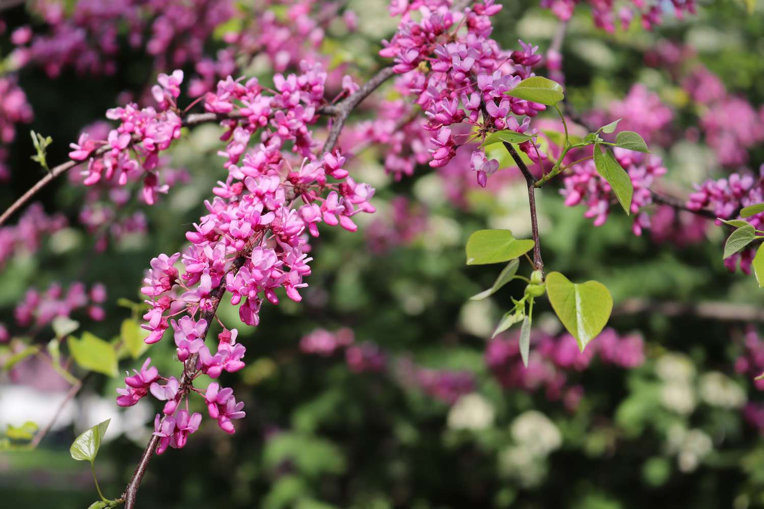 Branch of redbud tree showing blooms and leaves.