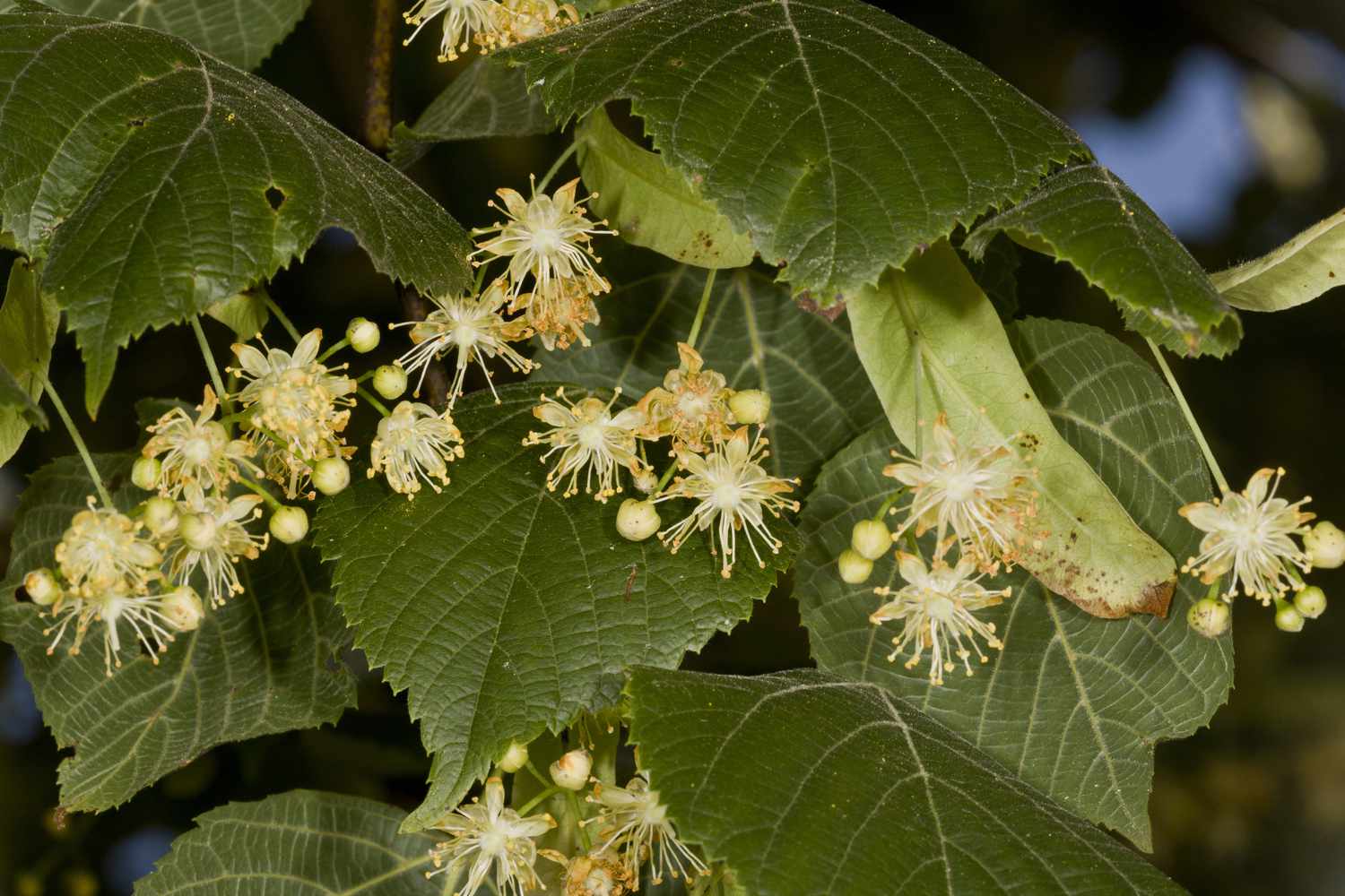 Tilo de hoja grande (Tilia platyphyllos) primer plano de flores y hojas