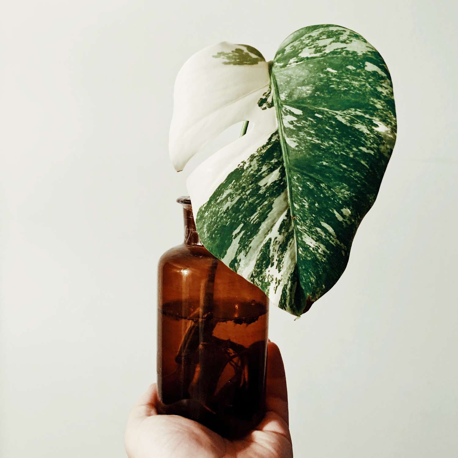 Variegated monstera 'albo' cutting in an amber glass jar.