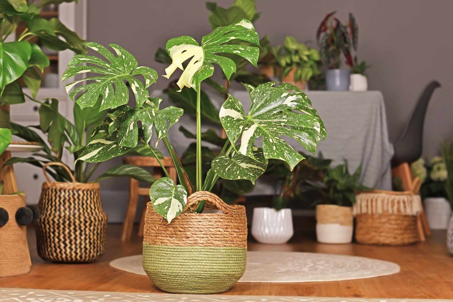 Monstera Deliciosa 'Thai Constellation' cultivar in a pot among other house plants