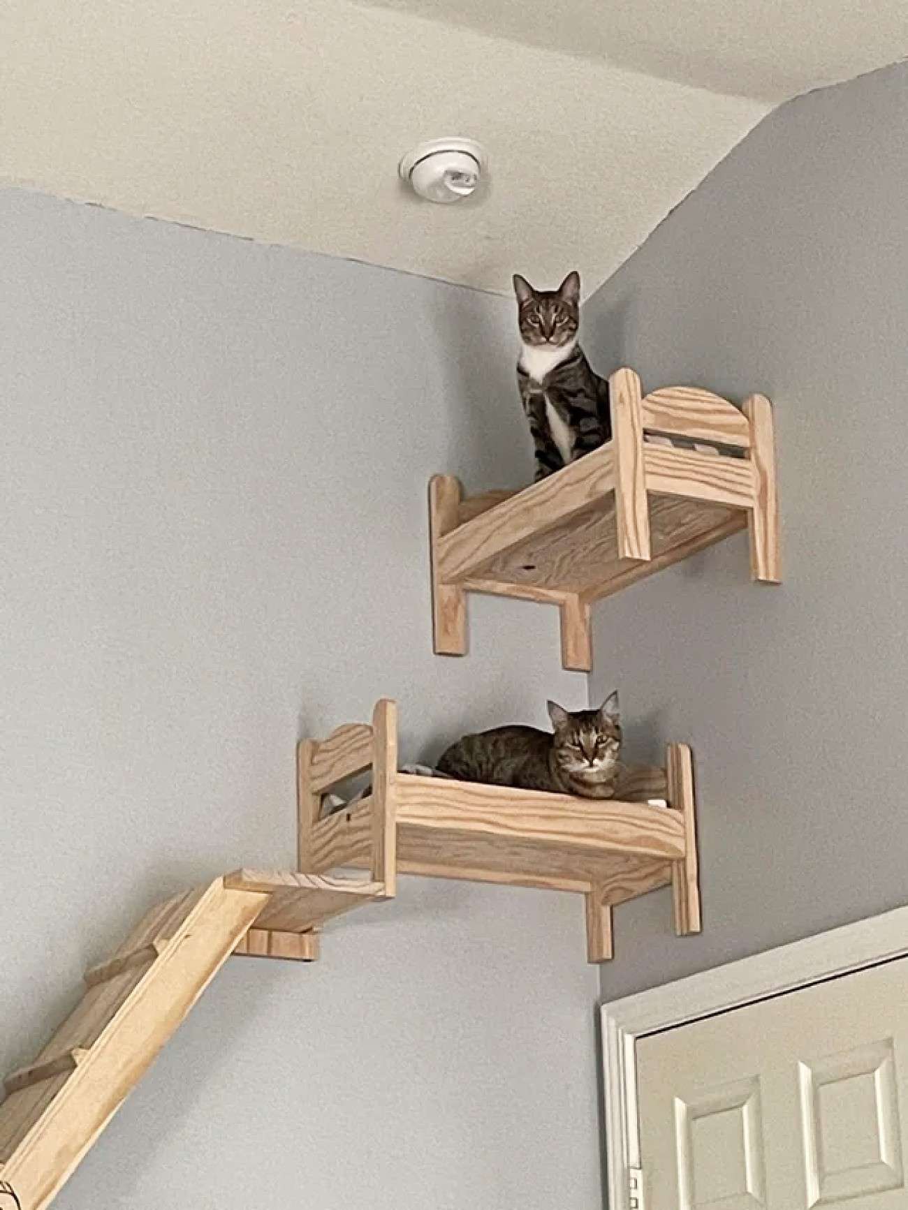 camas para gatos montadas en la pared