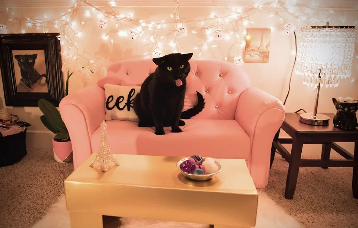 luxury cat living room
