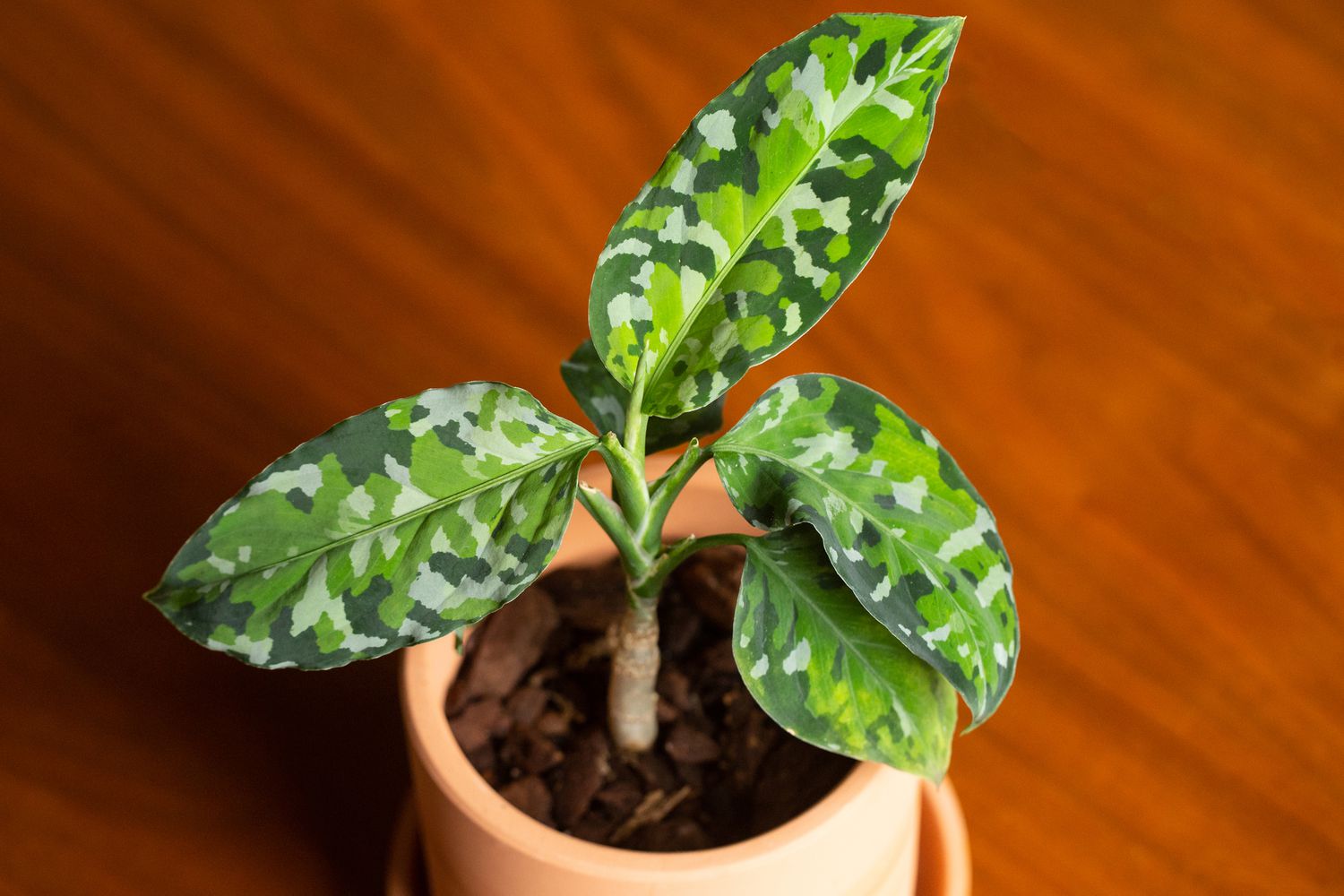 Vue de face légèrement surélevée d'une plante d'intérieur Aglaonema Pictum Tricolor dans un pot en terre cuite