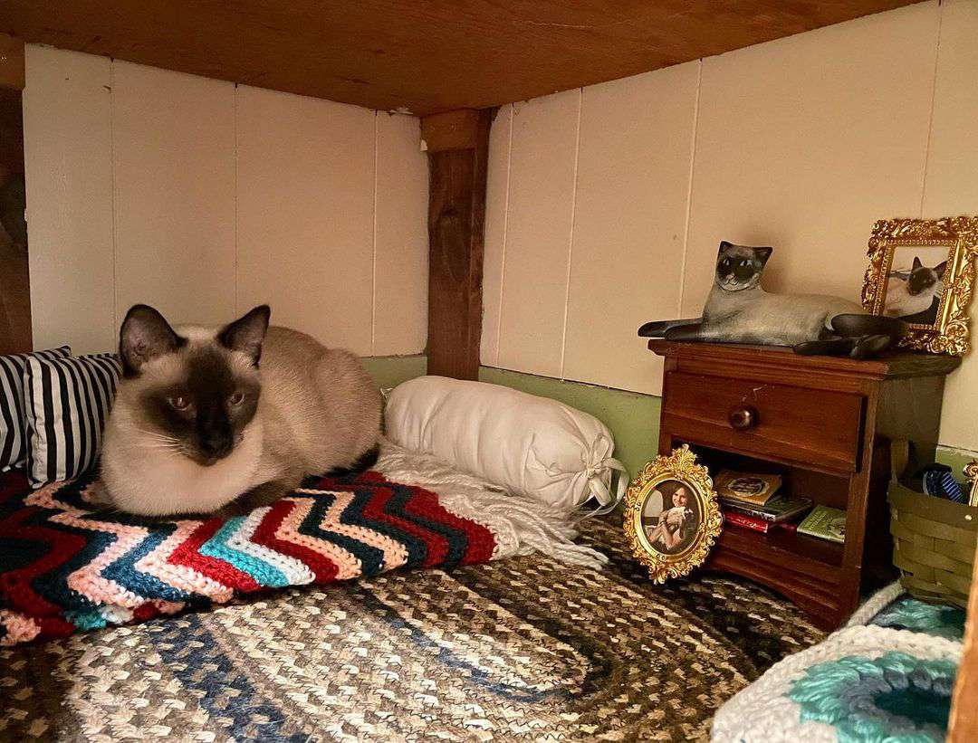 cat bedroom