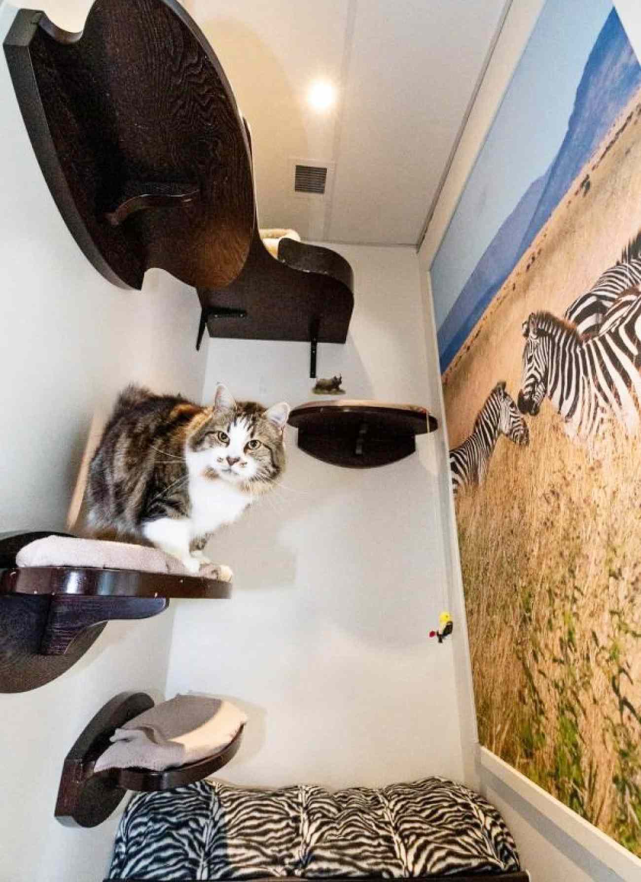 habitación para gatos temática cebra