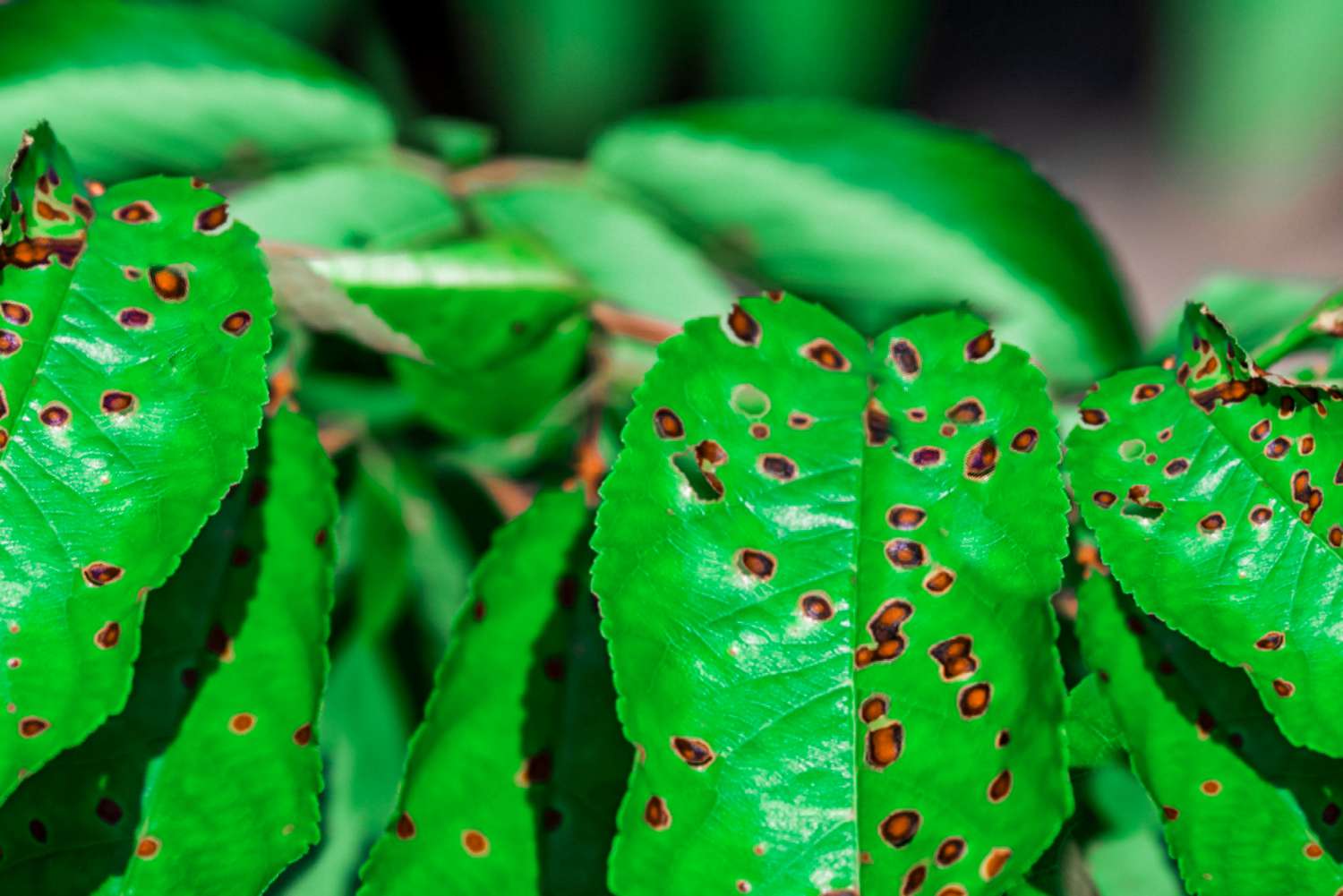 closeup of brown spots on leaves