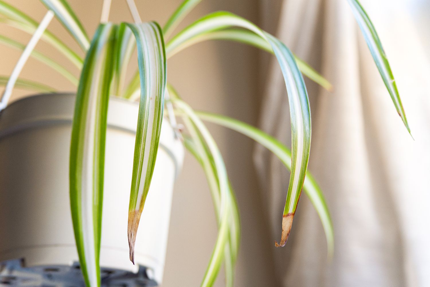 Reasons your spider plant has brown leaf tips
