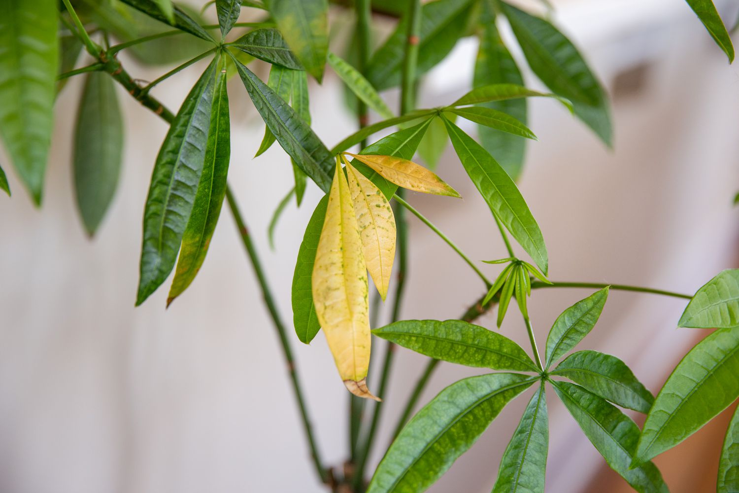 yellow leaves on a houseplant