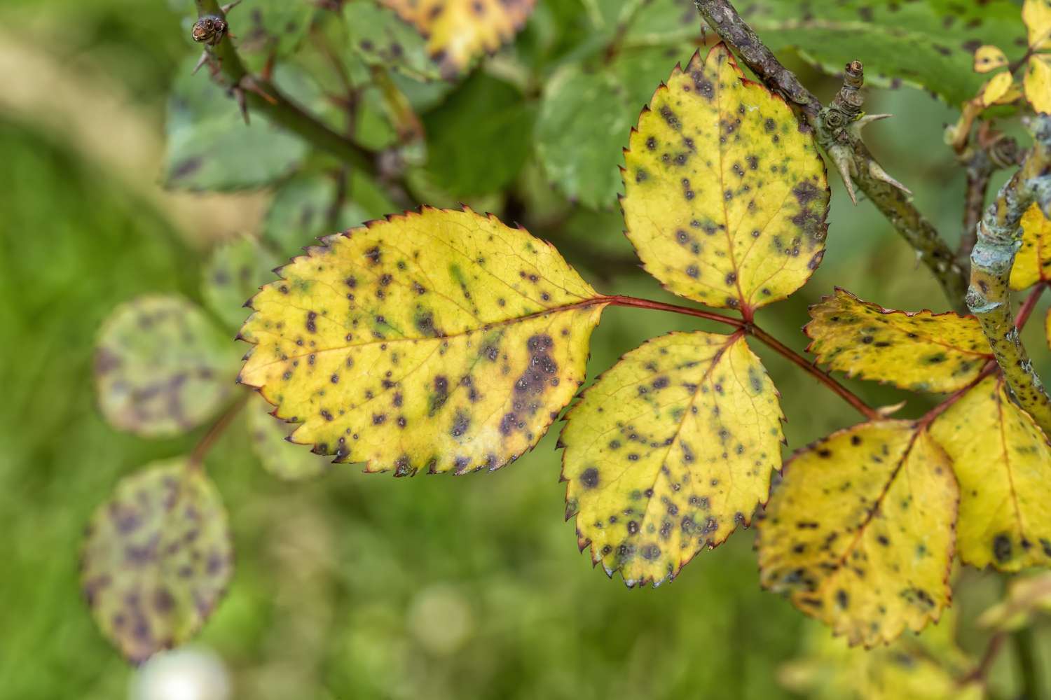 rose leaves turning yellow