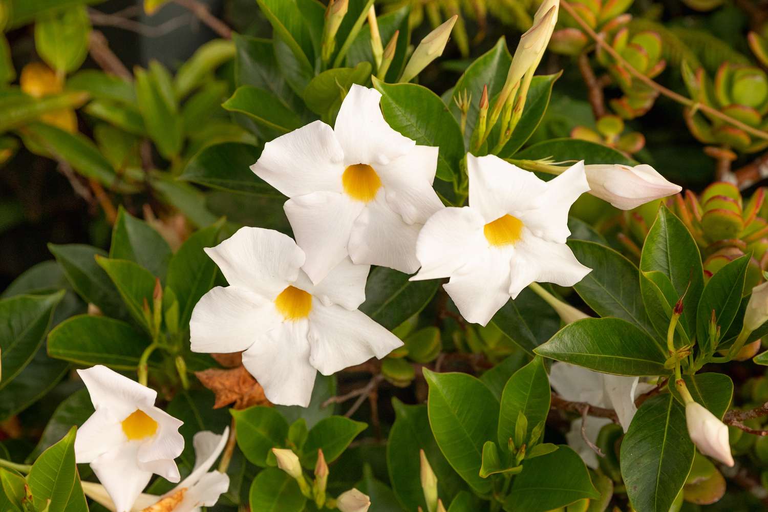Planta de petunia con hojas que rodean flores blancas con centros y capullos amarillos primer plano