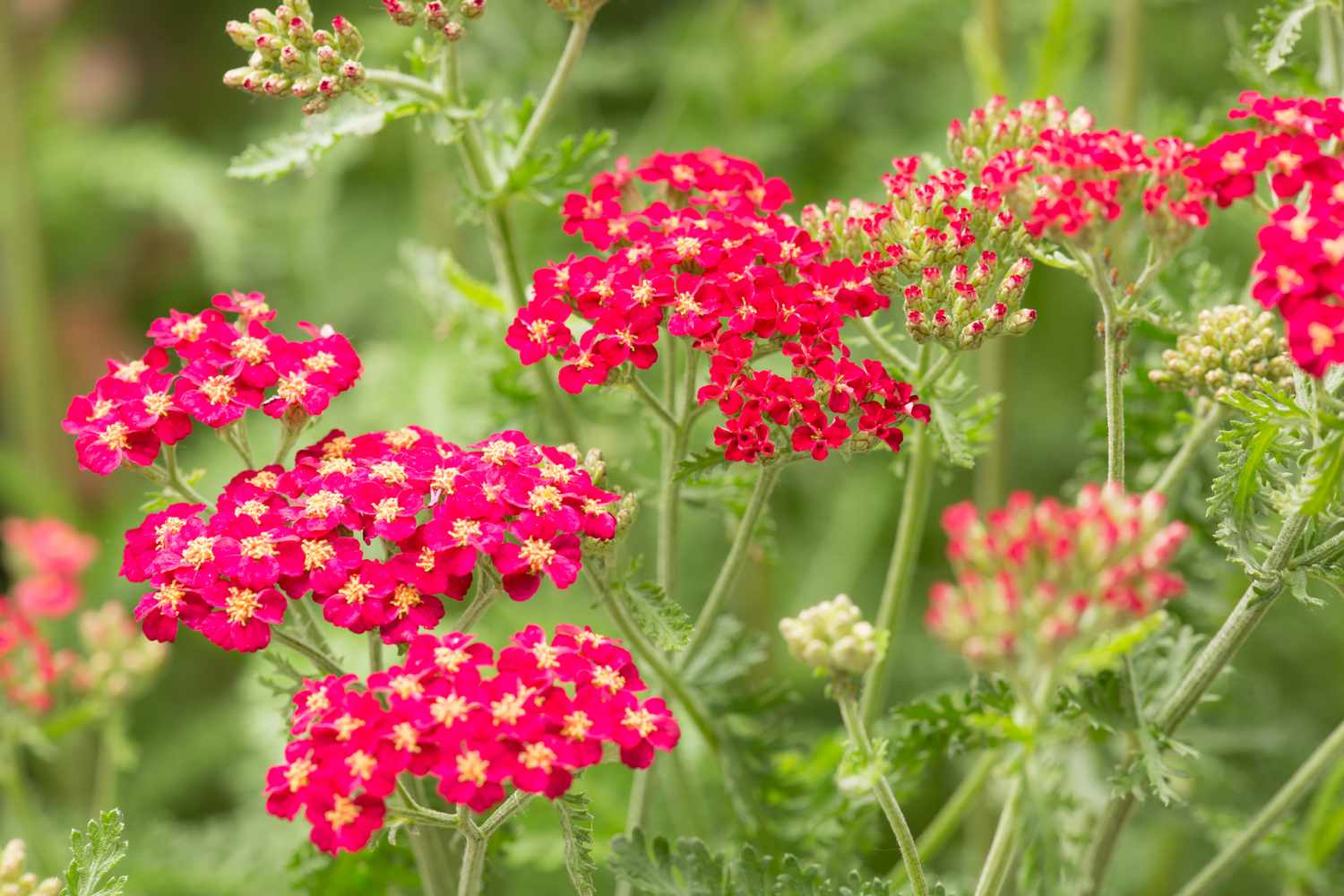 closeup of tiny red yarrow flowers with yellow centers against green stems and leaves