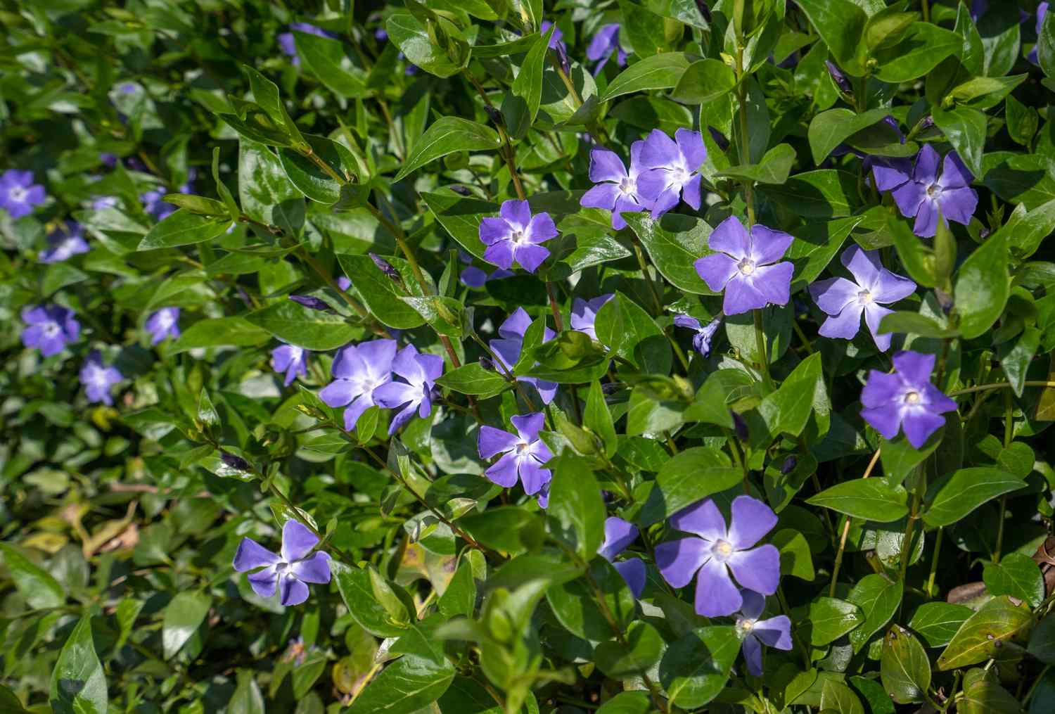 Bígaro vinca menor plantas