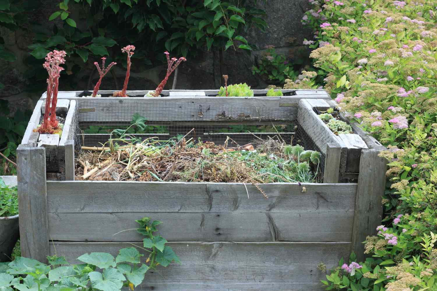 Caixa de compostagem de paletes cheia de resíduos de jardim com plantas crescendo nas laterais