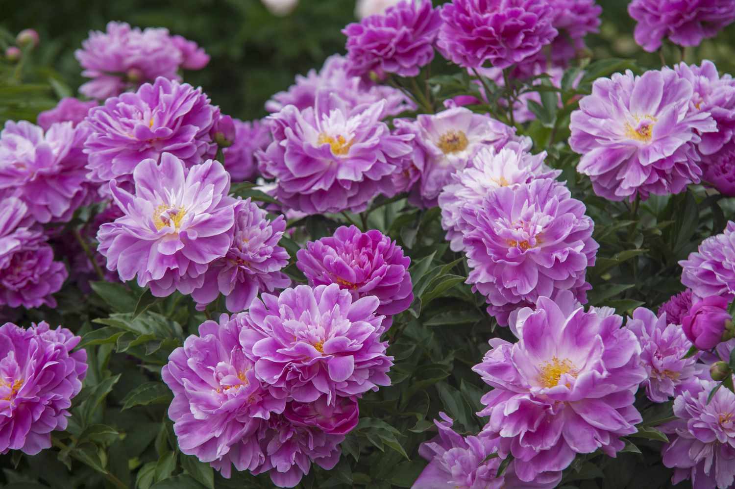 Pivoines roses dans un arbuste boisé