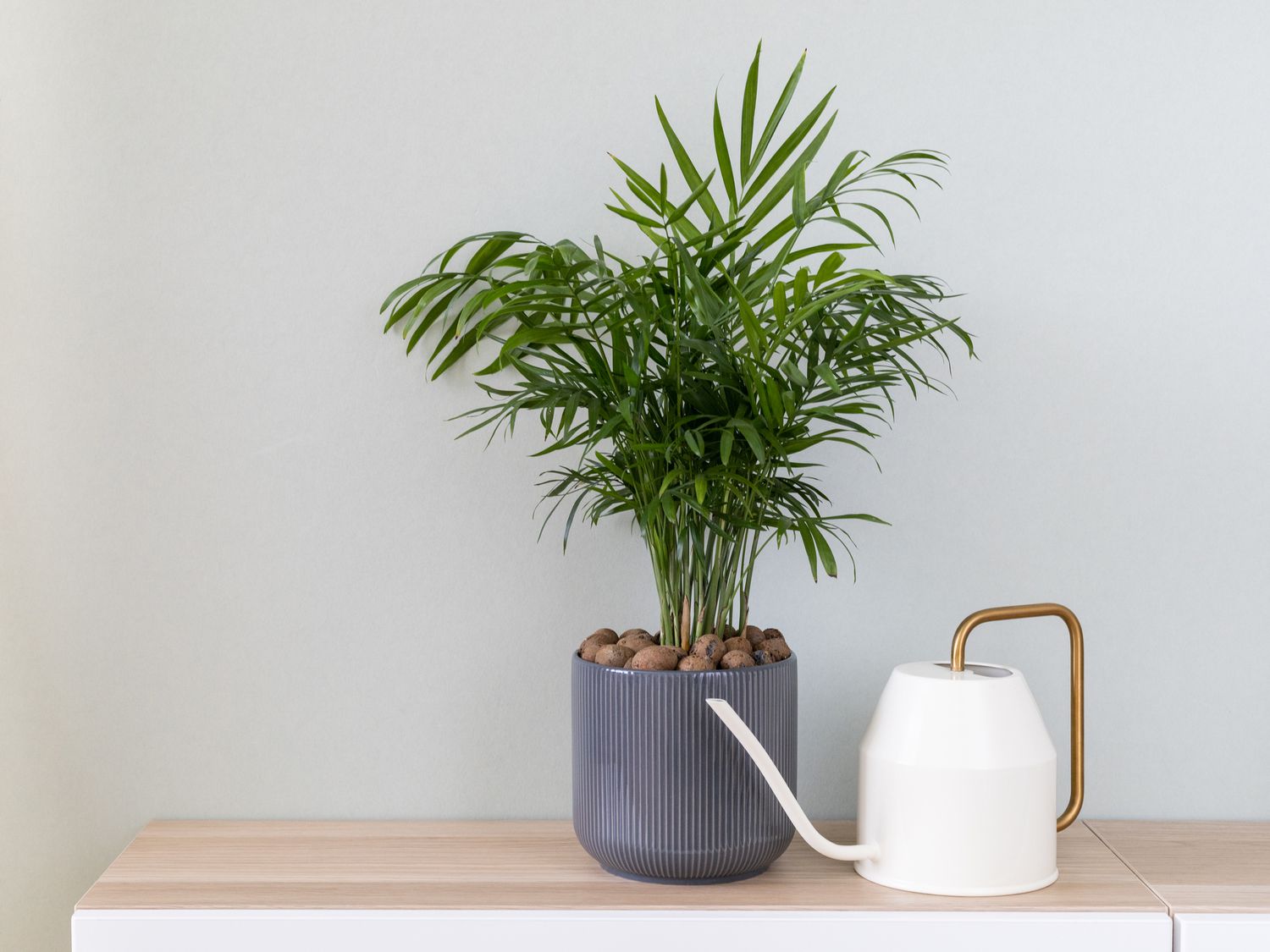 Neanthe Bella Palm in grey planter with white watering can on wooden counter.