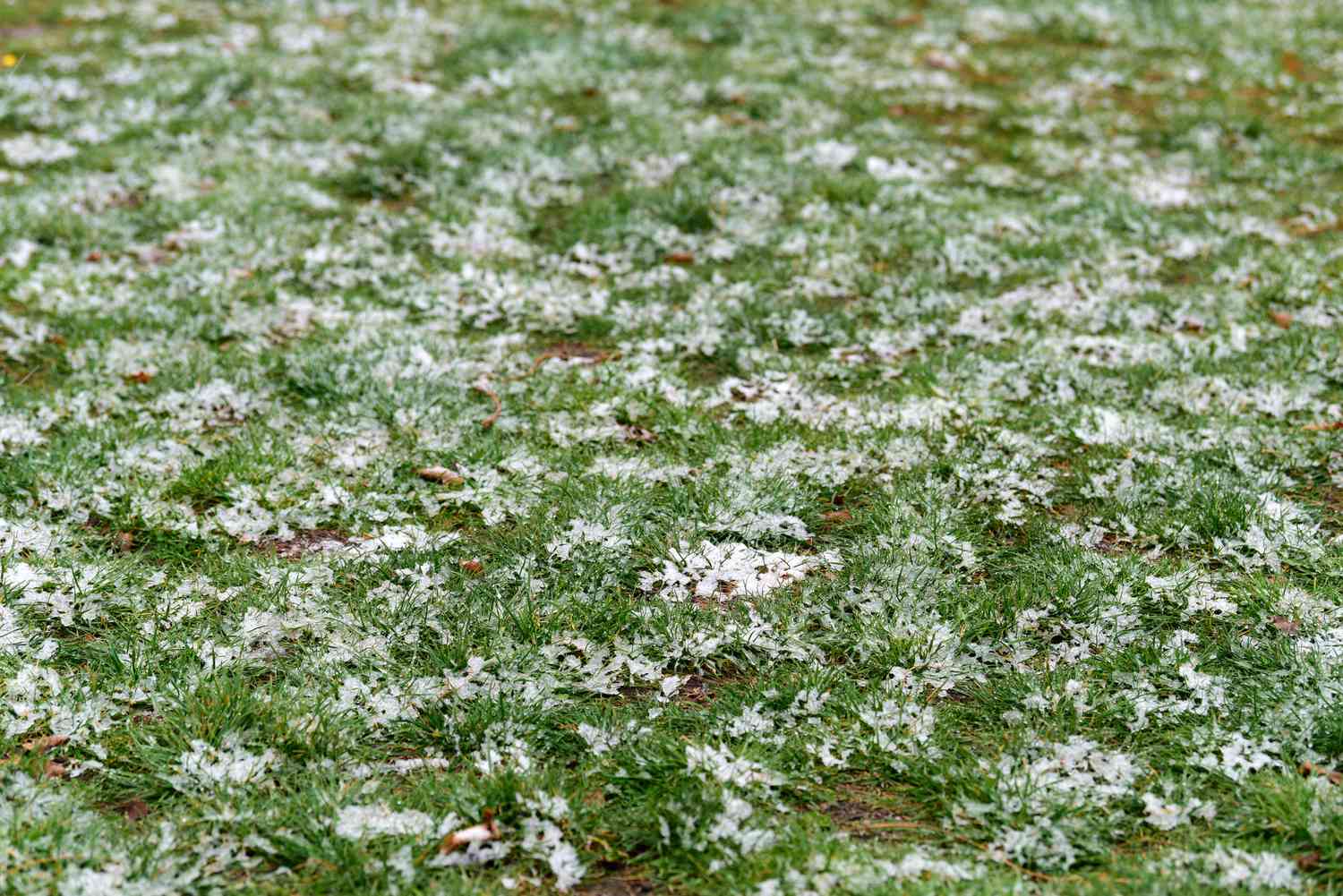 Manchas de neve na grama verde no inverno