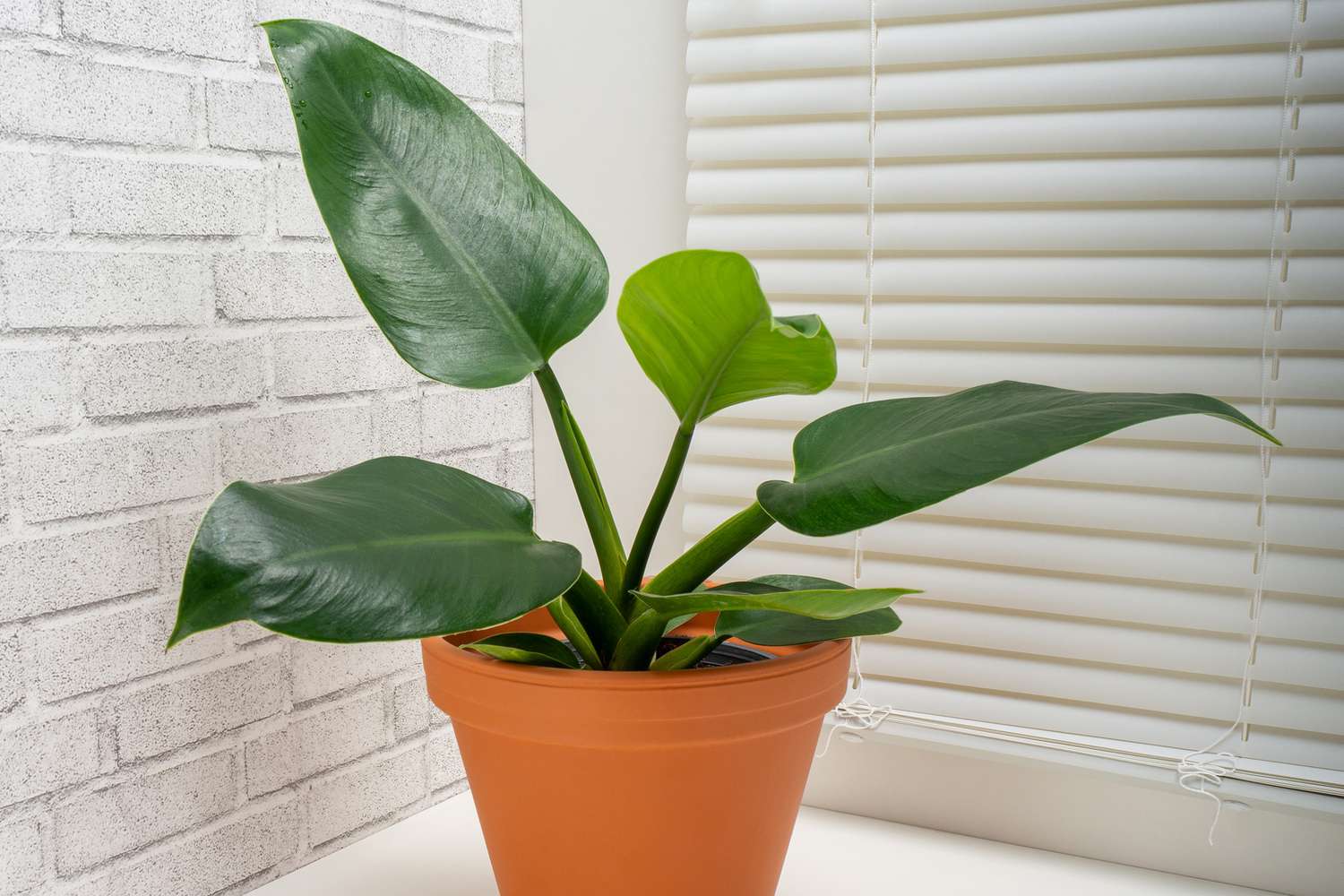 Philodendron 'Verde Imperial'