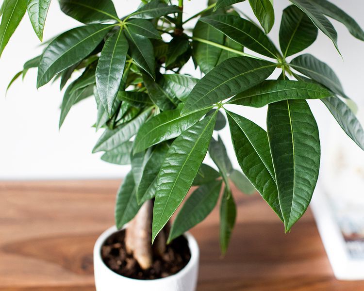 Close-up of potted money tree
