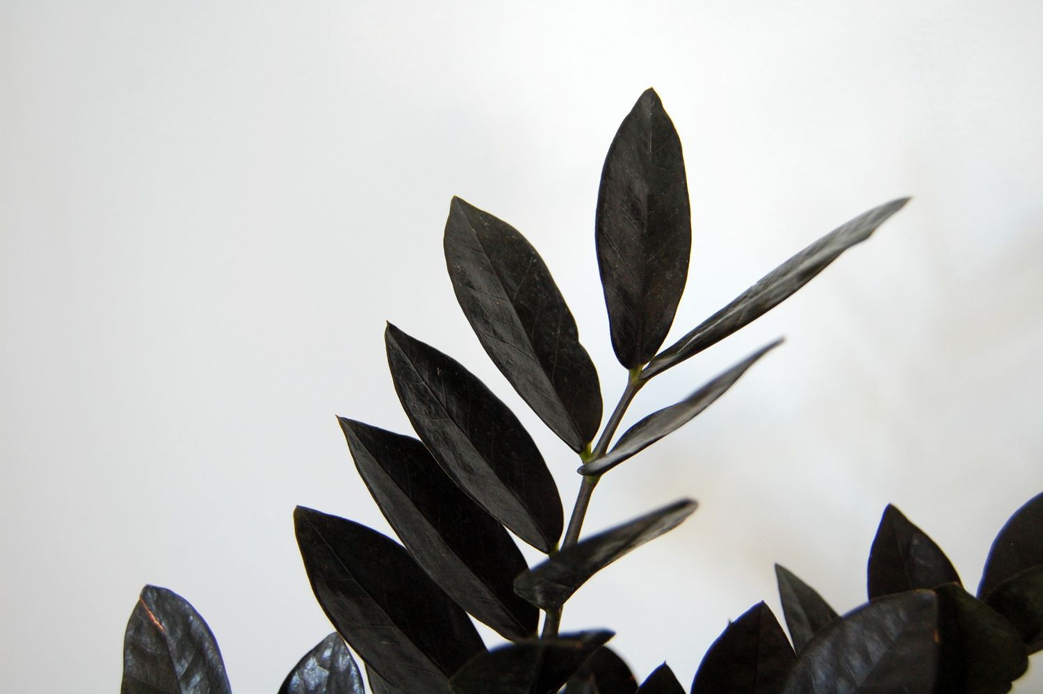 Caules e folhas da planta ZZ corvo roxo escuro contra uma parede branca.