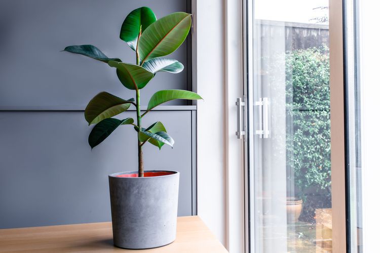 Potted rubber tree plant