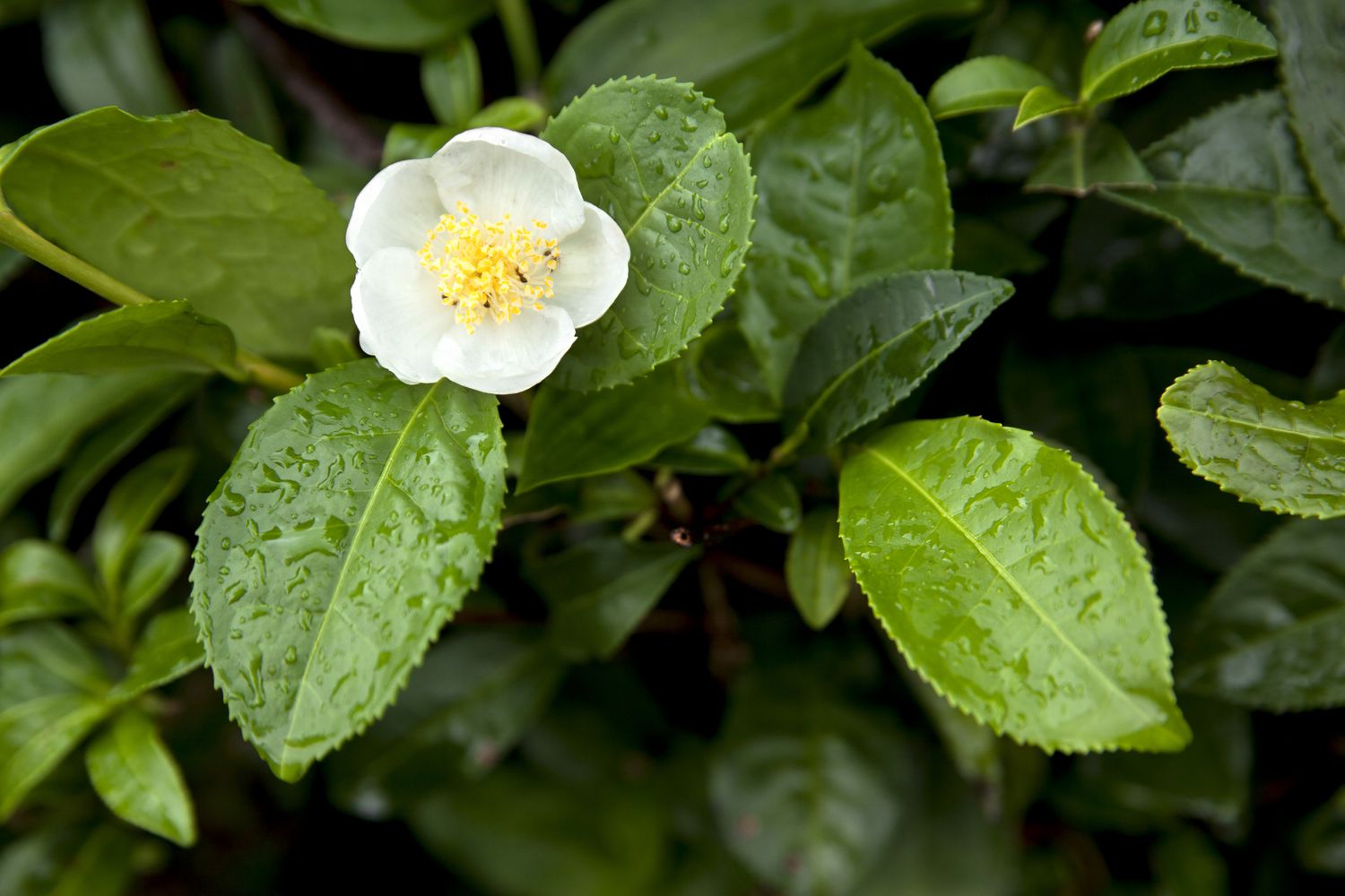 Teepflanze camellia sinensis