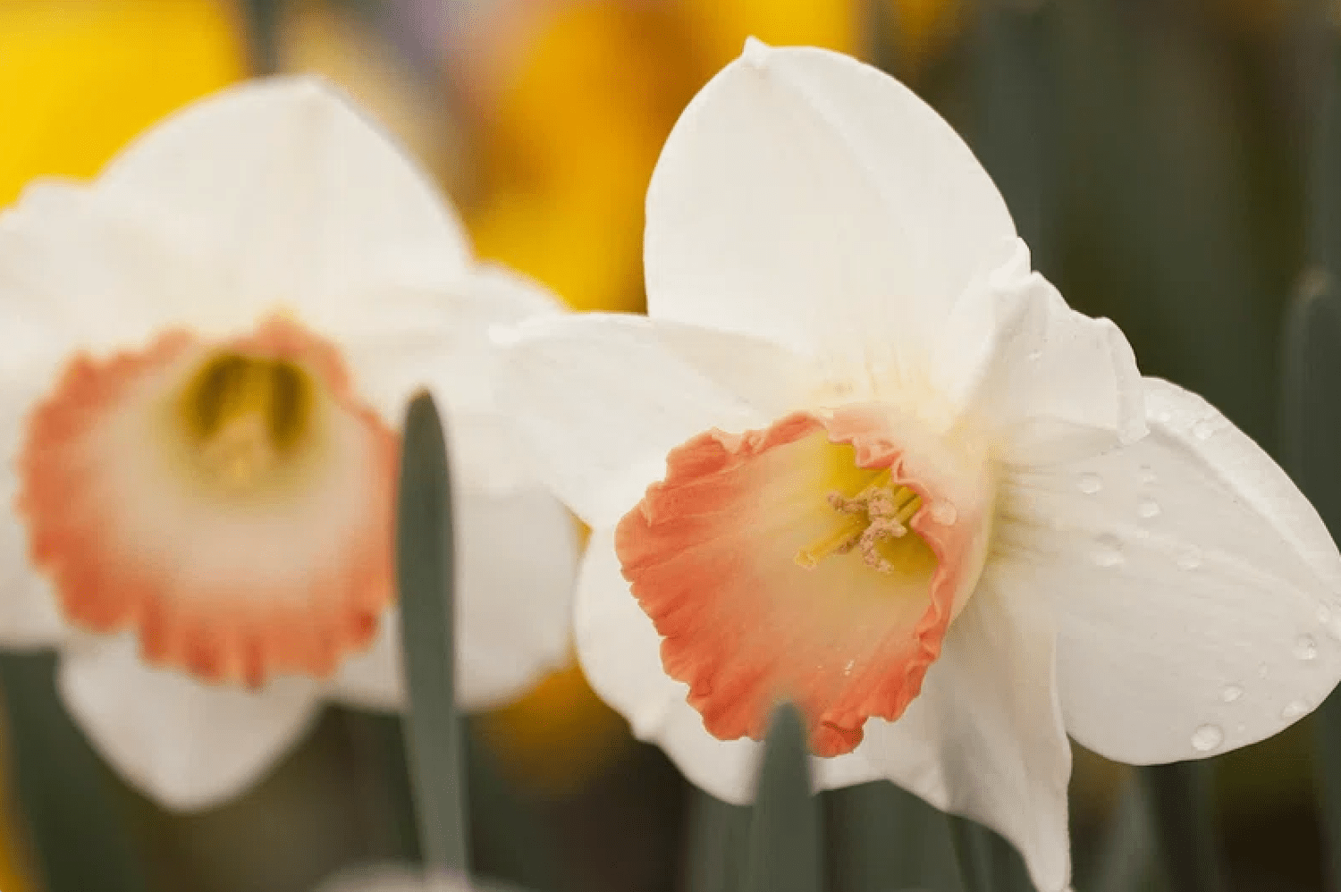 close-up of two pink pride daffodils