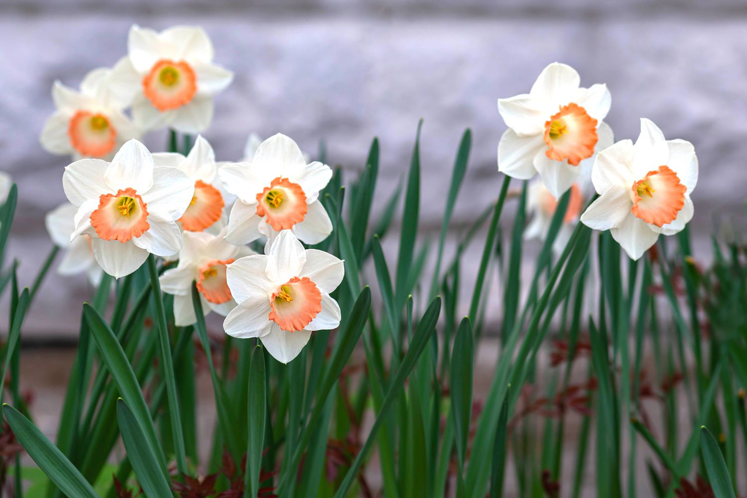 Pink Charm Narcissus flowers 