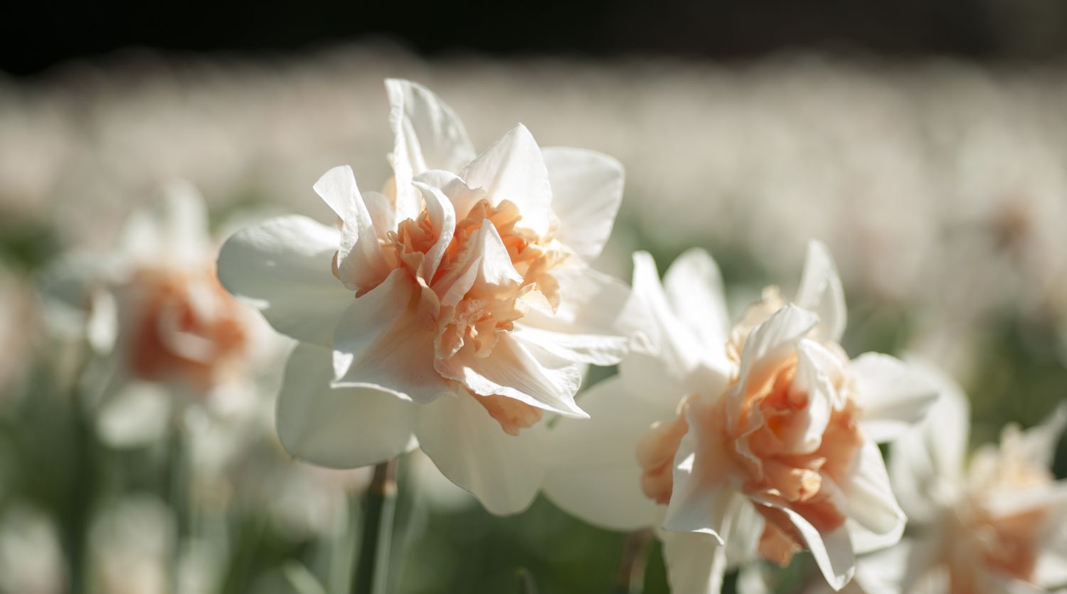 Pink Champagne Daffodils