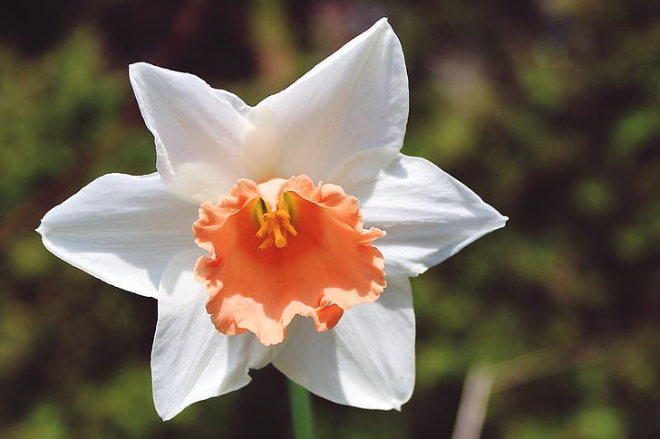 pink parasol daffodil in the sunshine