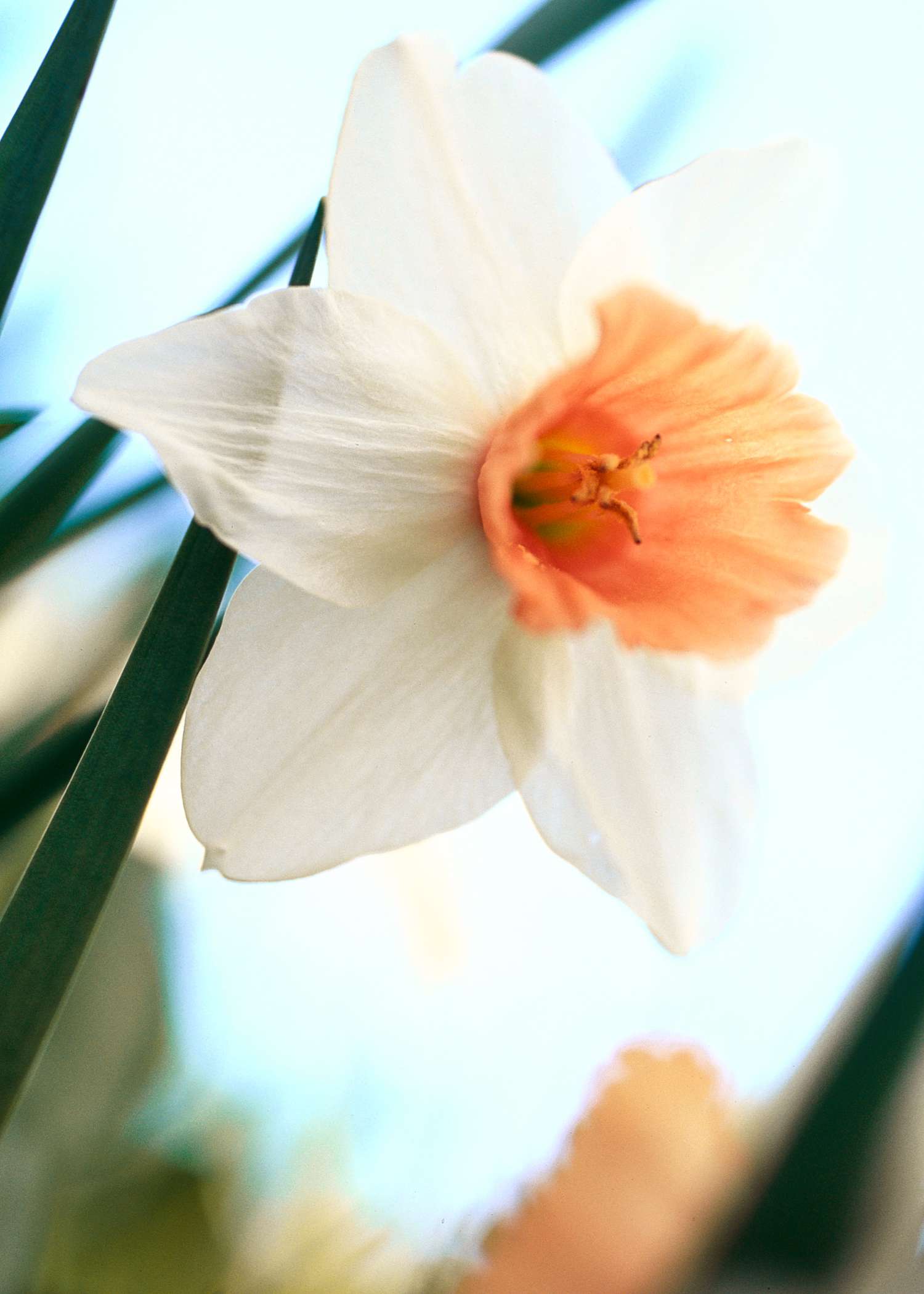 Fragrant Rose Daffodil