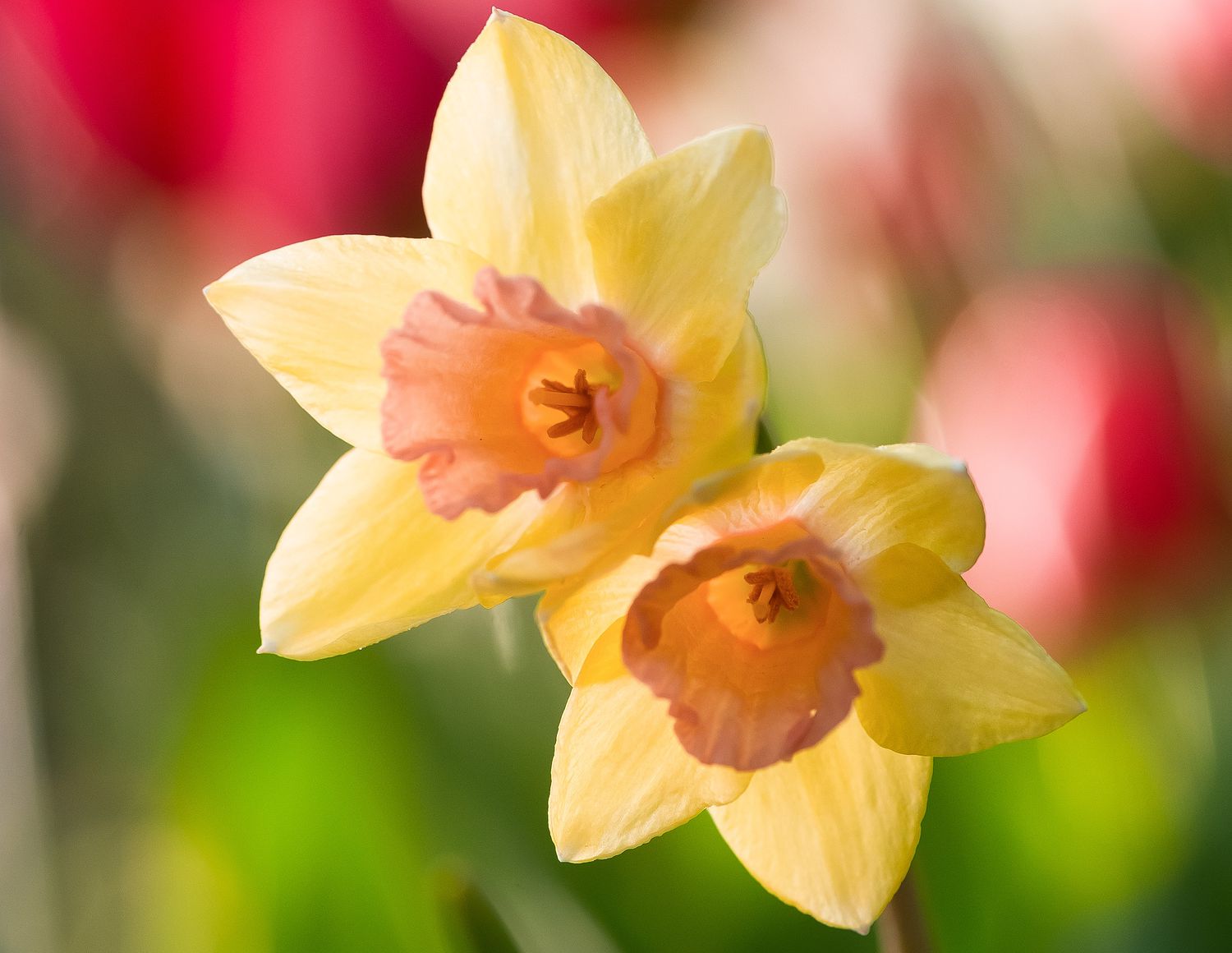 blushing lady daffodil