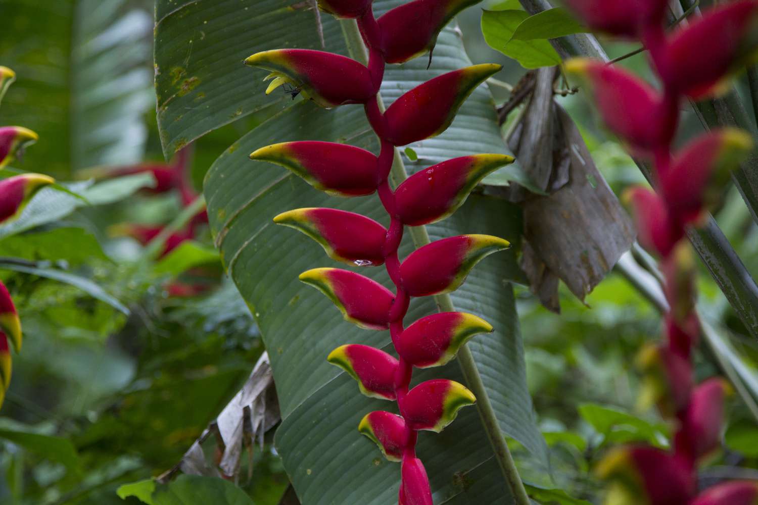 Gros plan sur les bractées rouges pendantes de l'Heliconia rostrata